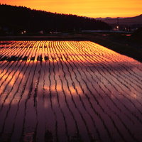 夕暮れ時にオレンジ色に染まる田んぼと山並みのシルエットの写真