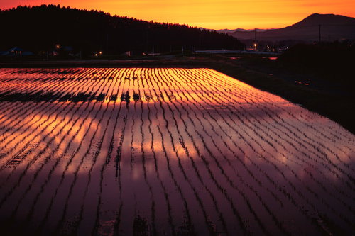 夕暮れ時にオレンジ色に染まる田んぼと山並みのシルエット