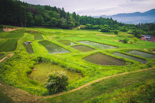 岩手県の吹田の棚田：山々に囲まれた階段状の水田風景