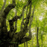新緑の季節に青々と茂るブナの木の力強い姿の写真