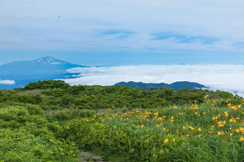 月山の弥陀ヶ原湿原から望む鳥海山と高山植物が咲く山道