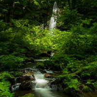 友情の滝（田沢湖高原）の渓流と新緑、苔むした岩石の自然風景の写真