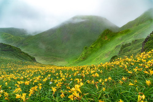 秋田駒ケ岳のムーミン谷に咲くニッコウキスゲの群生