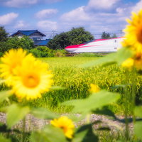 ひまわり畑を走るJR東日本のこまち新幹線の写真
