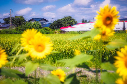 ひまわり畑を走るJR東日本のこまち新幹線