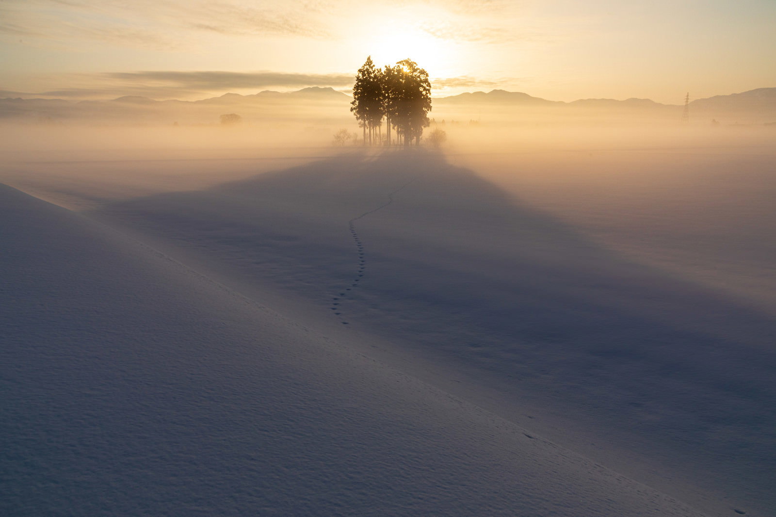 雪景色の中で朝霧に包まれながら朝日を浴びる木立