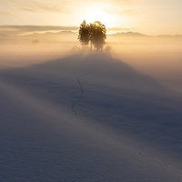 朝霧に包まれた木立が朝日を受ける雪景色の写真
