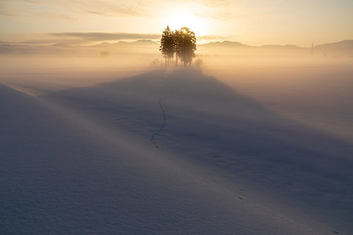 朝霧に包まれた木立が朝日を受ける雪景色