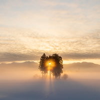 雪原の中の木立と朝日に照らされたシルエットの写真