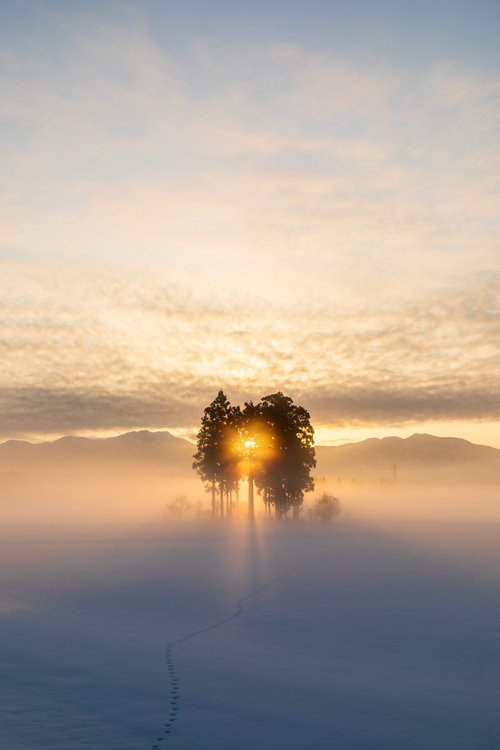 雪原の中の木立と朝日に照らされたシルエット