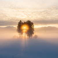 雪原に残る足跡と朝焼けの中の木立のシルエットの写真