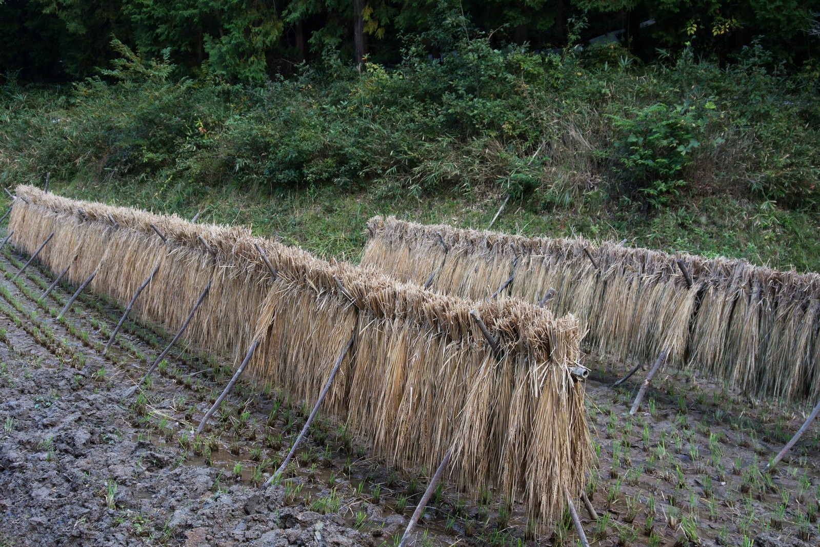 雨に濡れた天日干しの稲束が田んぼに並んでいる様子