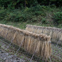 雨に濡れてしまった天日干ししていた稲の写真