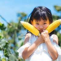 トウモロコシ畑で黄色いとうもろこしを持つ女の子の写真