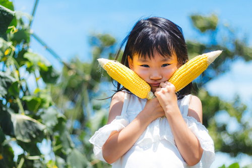 トウモロコシ畑で黄色いとうもろこしを持つ女の子