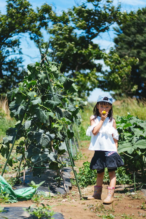 畑できゅうりを収穫する女の子