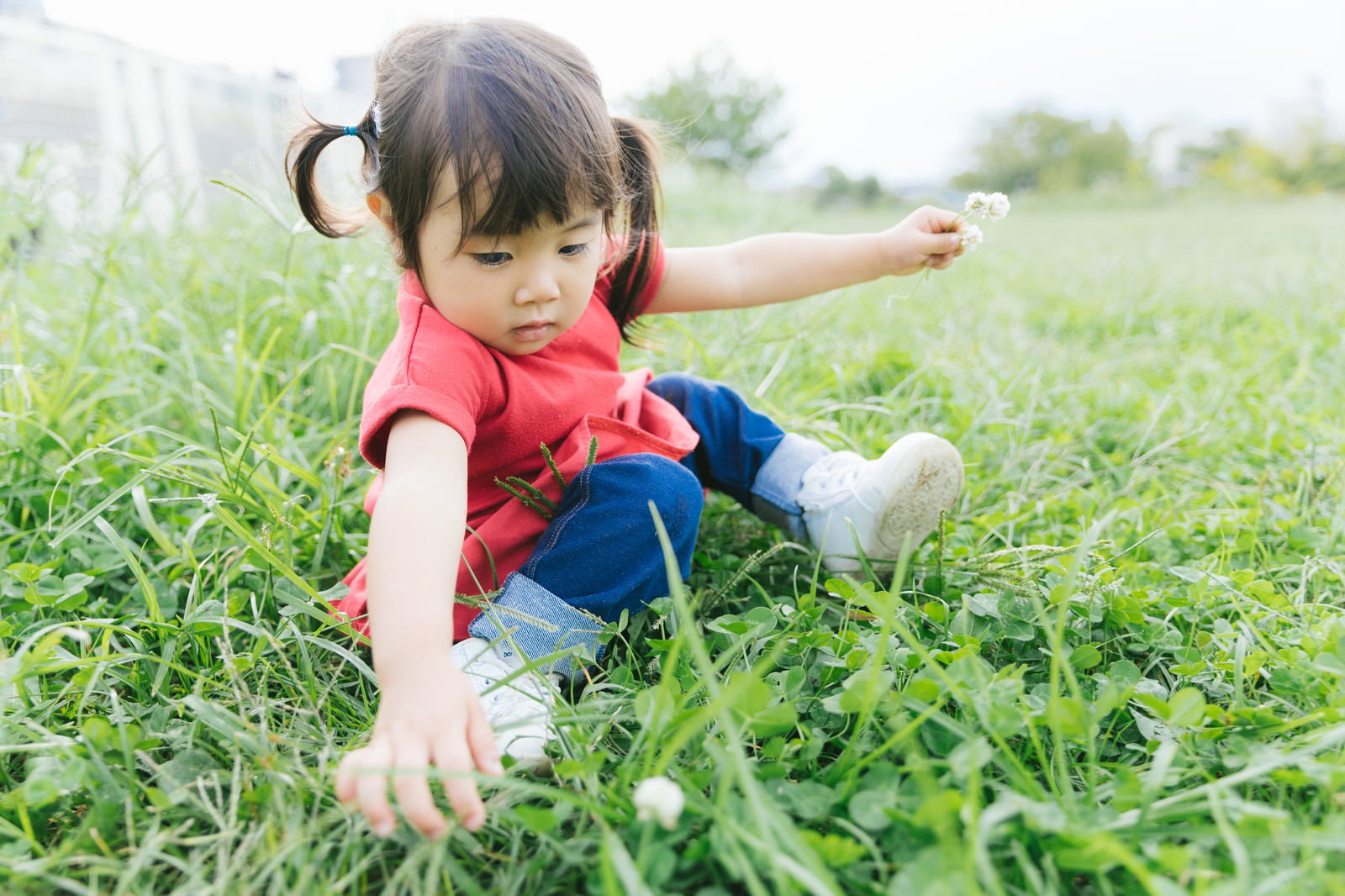 緑の原っぱでシロツメクサの花を摘んで集めている女の子［モデル：あおみどり］