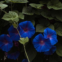 深青色に開花する朝顔の蔓と心臓型の葉、赤紫色の筋入り花の写真
