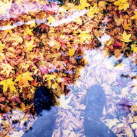 水たまりに映る落ち葉と足元の秋の風景の写真