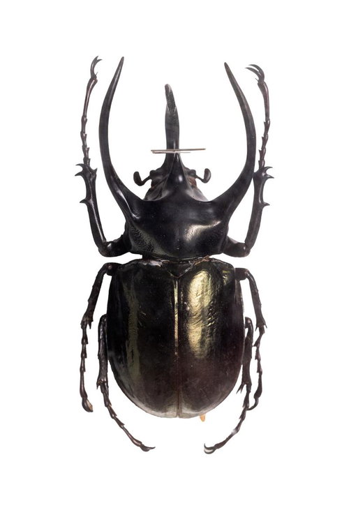 精緻な角と艶やかな甲羅が魅せるアトラスオオカブト（フィリピン）の標本