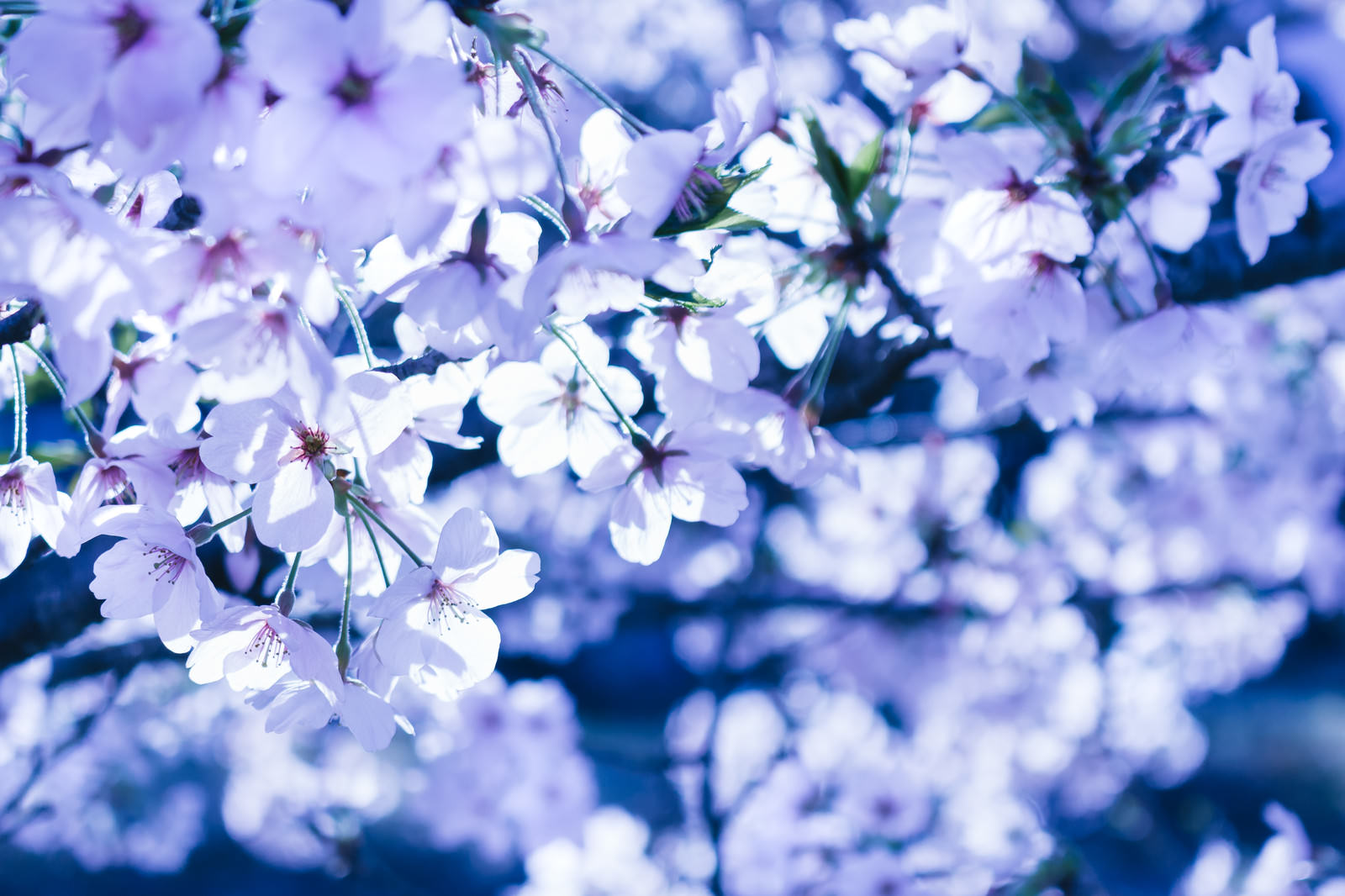苔のついた枝に密集して咲く桜の花