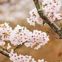 枝いっぱいに咲く桜の花 - 満開の春の季節の写真