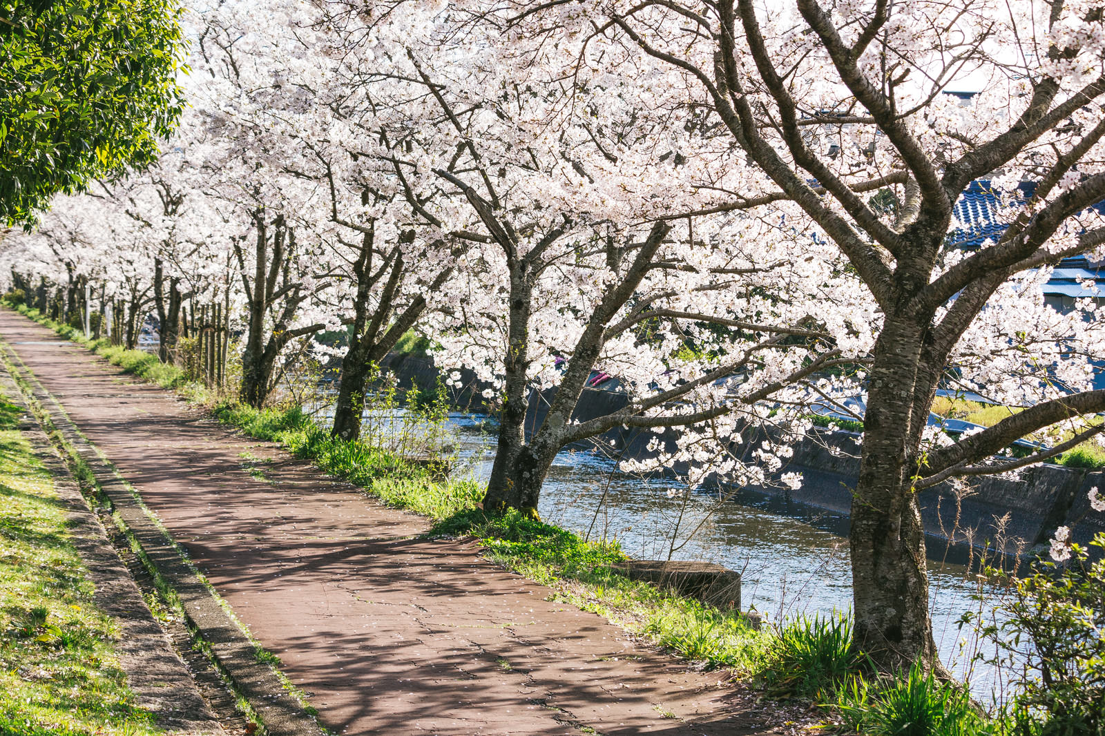 満開の桜の花が咲く並木道と石畳の歩道