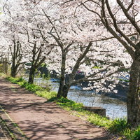 満開の桜が咲き誇る桜並木と石畳の歩道の写真