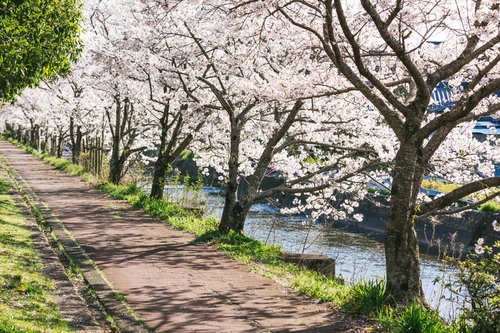 満開の桜が咲き誇る桜並木と石畳の歩道