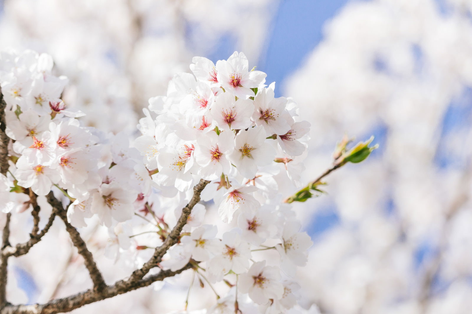 青空を背景に満開に咲く白い桜の花びら