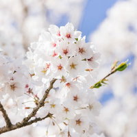青空に満開に咲く白い桜の枝の写真