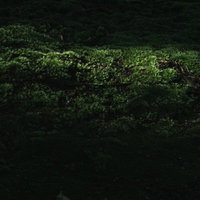 木漏れ日が落ちる苔の絨毯の写真