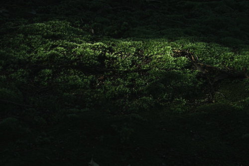 木漏れ日が落ちる苔の絨毯