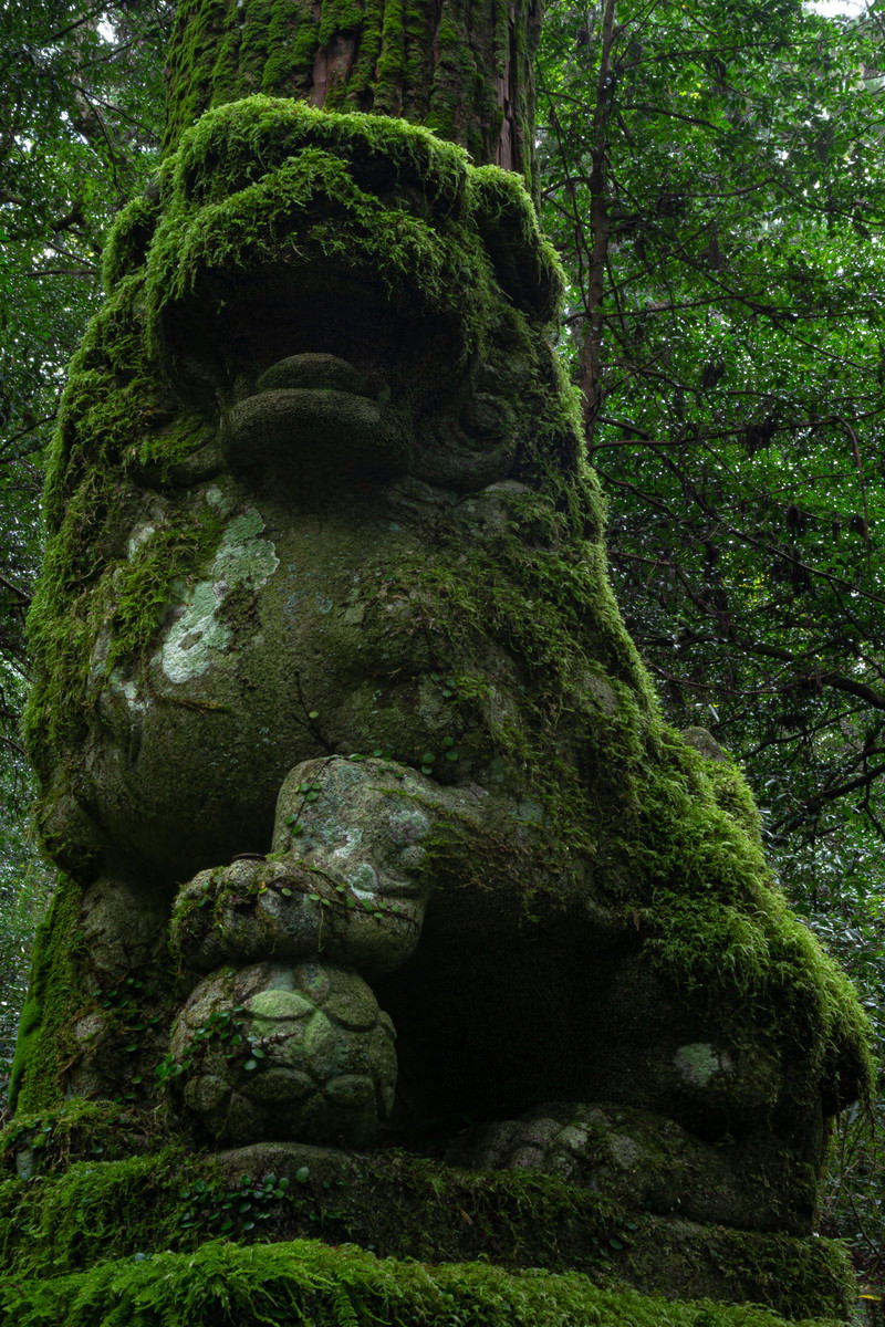 瀧神社の森の中で緑色の苔に覆われた石造りの狛犬