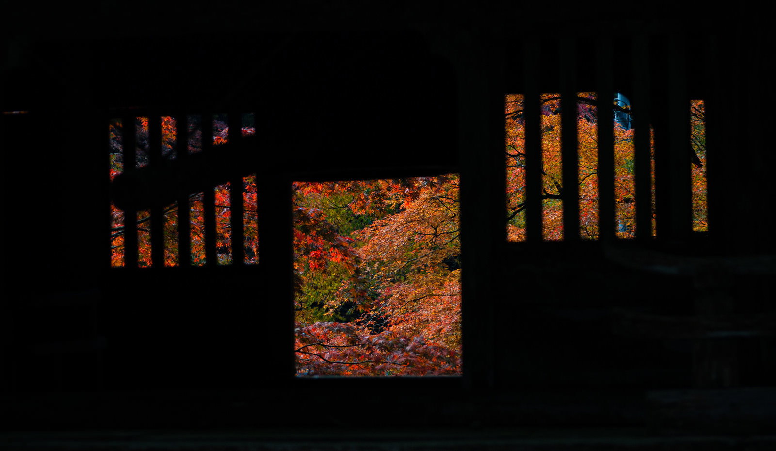 暗い仁王門の向こうに鮮やかなオレンジ色の紅葉が見える横蔵寺の秋の風景