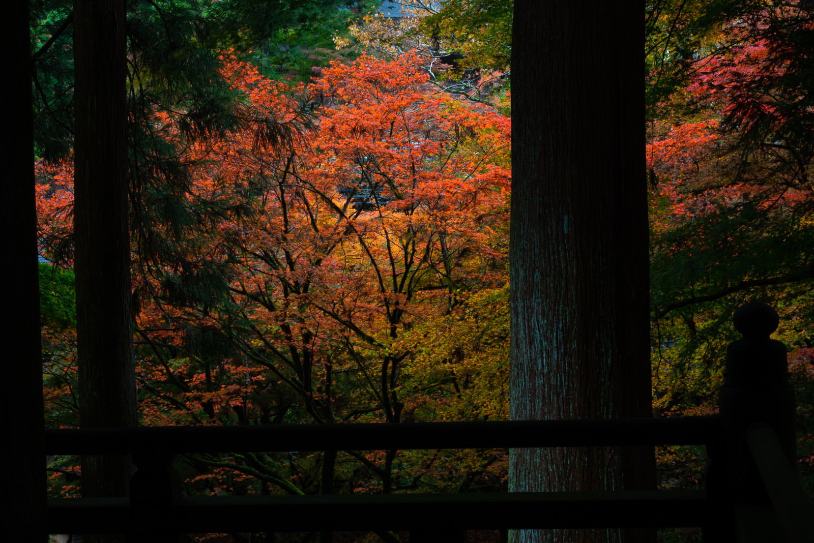 横蔵寺の本堂から眺めた境内の紅葉風景