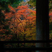 本堂からみる紅葉の写真