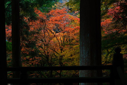 本堂からみる紅葉