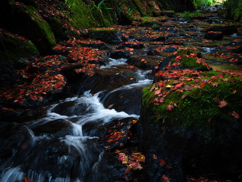 紅葉に彩られた飛鳥川（横蔵寺）