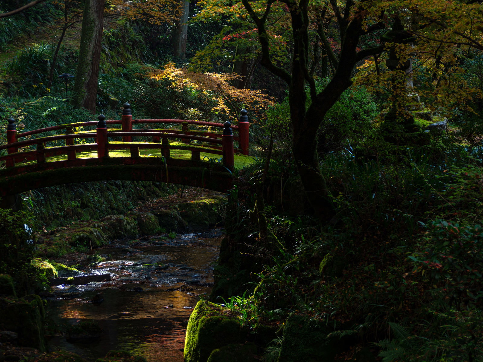 横蔵寺の境内で紅葉に囲まれた赤い橋が日光に照らされている様子