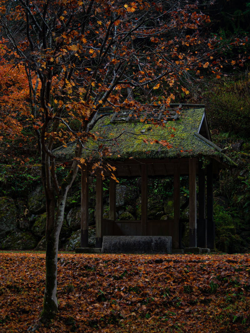 五宝滝公園の秋の紅葉に囲まれた東屋と落ち葉の風景