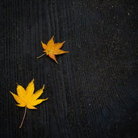 黒いベンチに残る秋のあとかたの写真