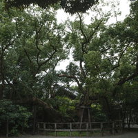 外宮にある平清盛所縁の清盛楠（きよもりぐす）の写真