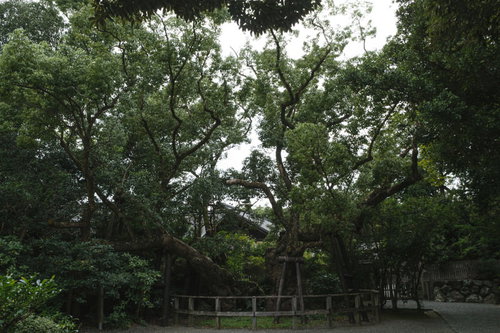 外宮にある平清盛所縁の清盛楠（きよもりぐす）