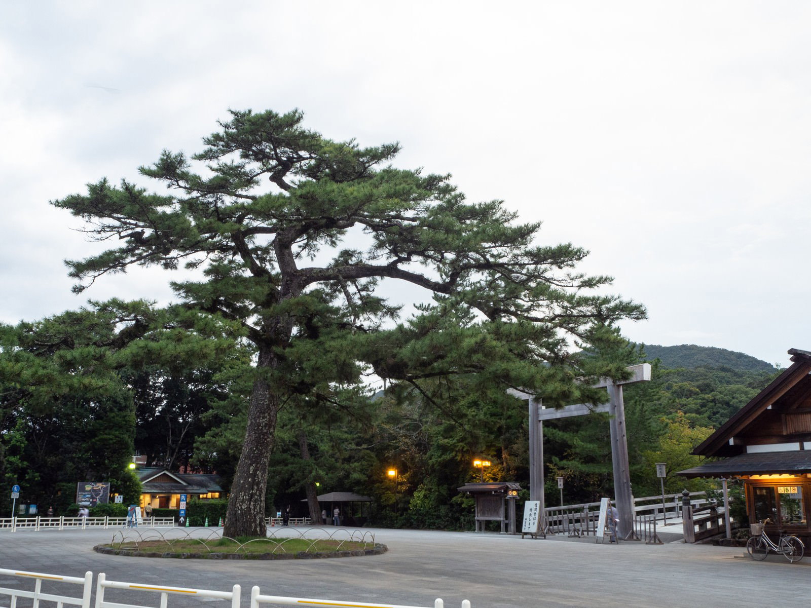 伊勢神宮の宇治橋鳥居前広場に立つ大きな松の木と朱色の鳥居