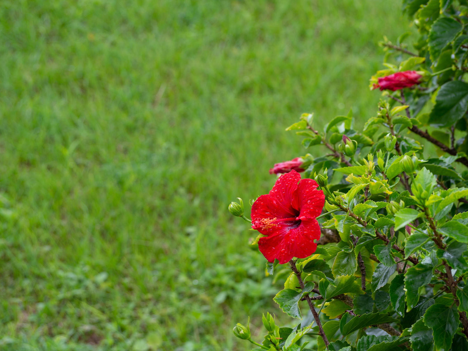 緑の芝生を背景に咲く赤いハイビスカスの花