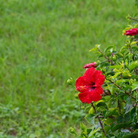 雨上がりに鮮やかに咲くハイビスカスの写真