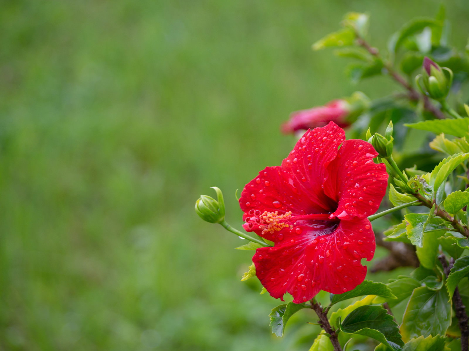 雨粒をまとった赤いハイビスカスの花が緑の背景に映える