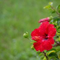 花弁にたくさんの雨粒をまとって咲く雨上がりのハイビスカスの写真