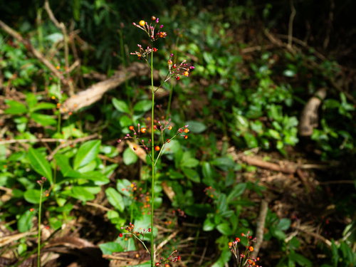日の光を浴びる爆蘭（ハゼラン）の小さな蕾と赤い実